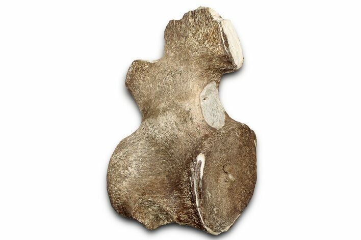 Fossil Plesiosaur (Thililua?) Cervical Vertebra - Asfla, Morocco #328641